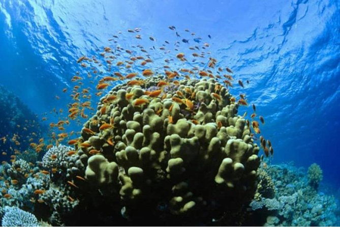 catalina-island-with-snorkel