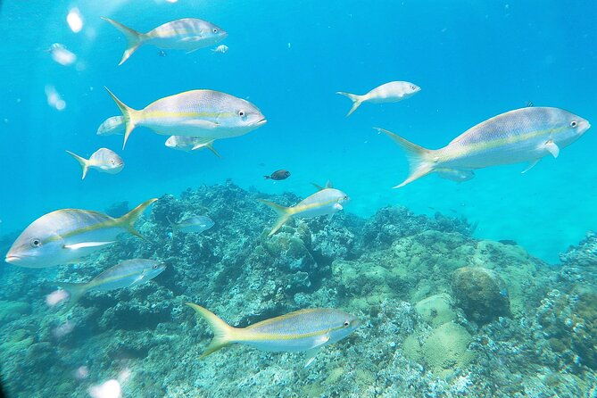 catamaran-party-cruise-with-snorkeling-bbq