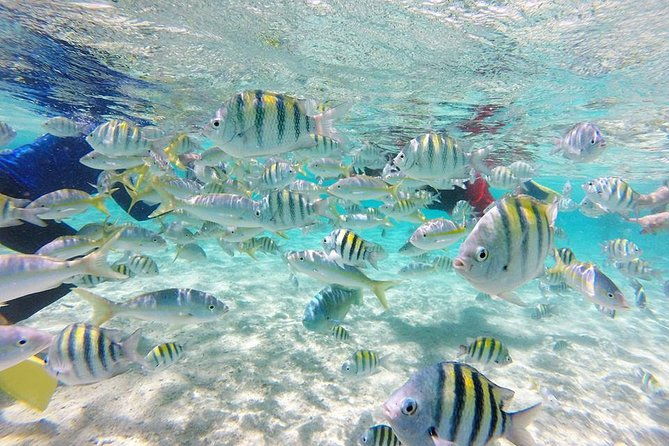 cayo-arena-paradise-island-tour