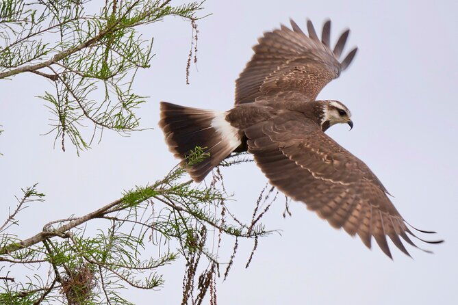 central-florida-half-day-private-birding-activity-2-person-max-2