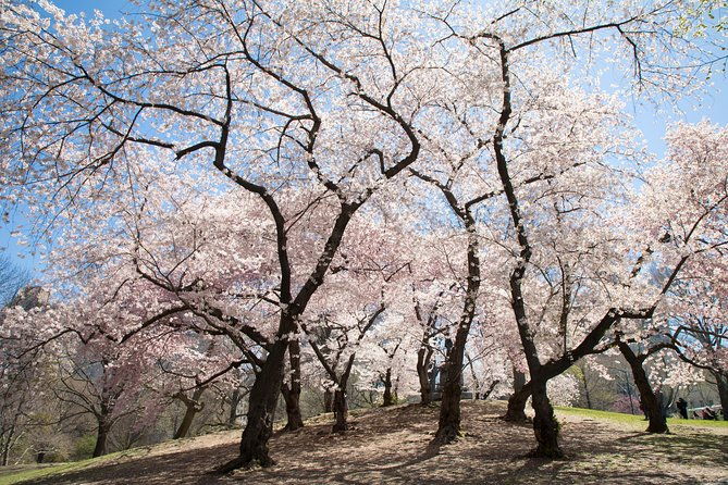 central-park-photography-tour-with-local-photographer