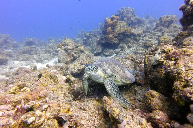 certified-scuba-diving-in-curacao