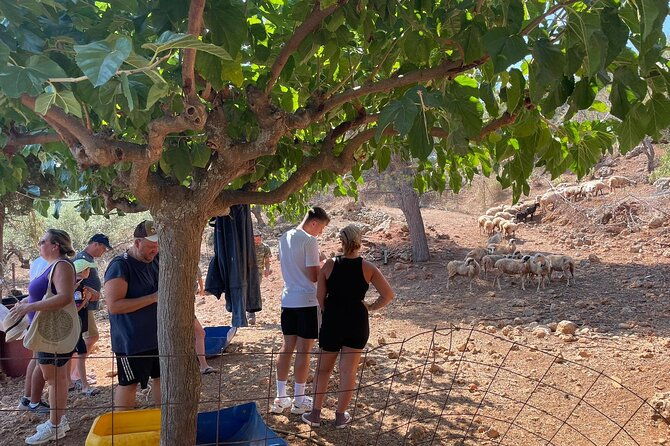 chania-area-cooking-class-at-a-farm-in-stylos-village-organic