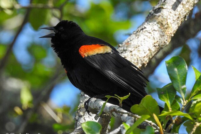 charleston-bird-watching-tour