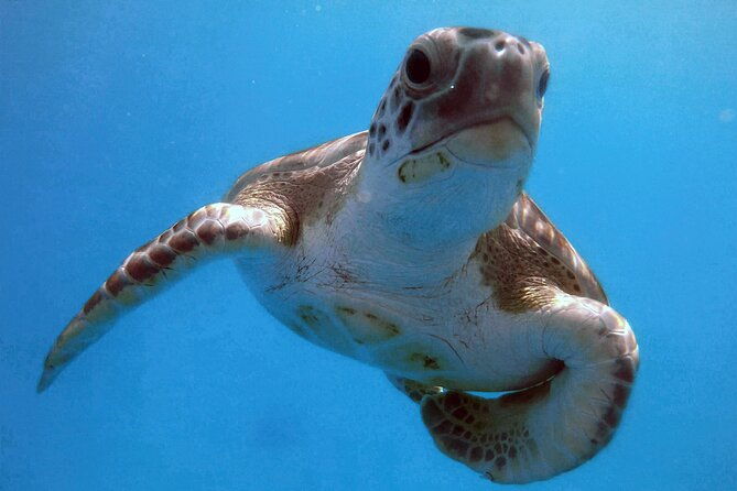 ches-snorkel-trip-turtles-shipwrecks-photos-semi-private