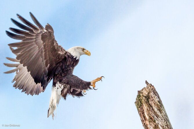 chilkat-bald-eagle-preserve-rafting-skagway-departure-2