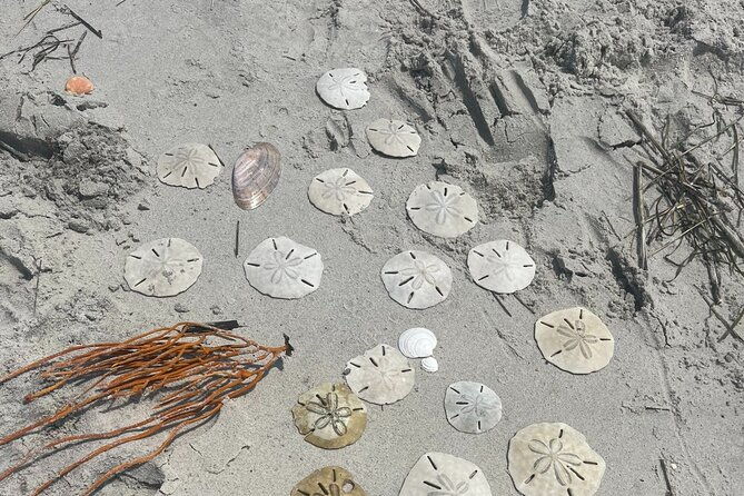 coastal-excursion-sunset-cruise-sand-dollars-sea-shells-horses