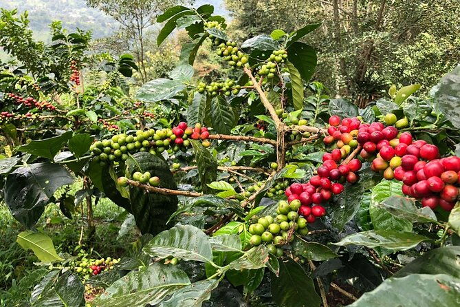 cocora-valley-salento-and-coffee-farm-day-tour-3