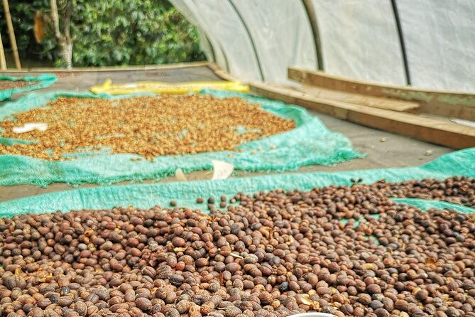 coffee-experience-from-plant-to-cup-in-medellin