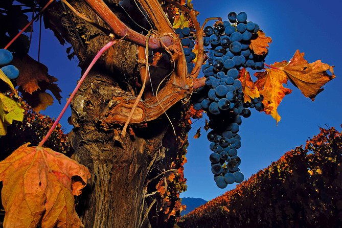 colchagua-valley-winery-day-trip-from-santiago