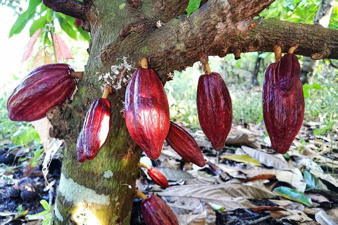 combo-3-manuel-antonio-park-tour-chocolate-tour