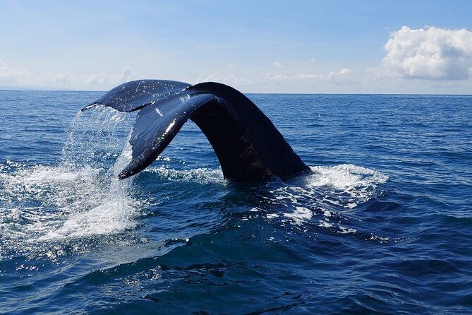 combo-tour-marino-ballena-national-park
