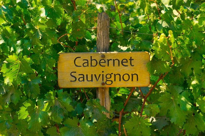 concha-y-toro-vineyard