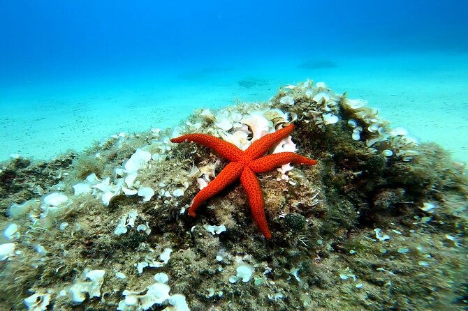 costa-brava-scuba-diving-tour-lunch-and-a-visit-to-tossa-de-mar-2