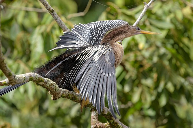 costa-rican-wildlife-palo-verde-national-park-private-tour