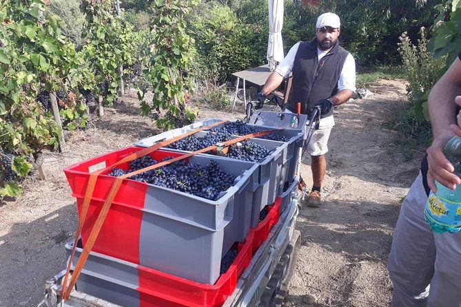 cotes-du-rhone-wine-tour-900-am-to-515-pm-small-group-tour-from-lyon