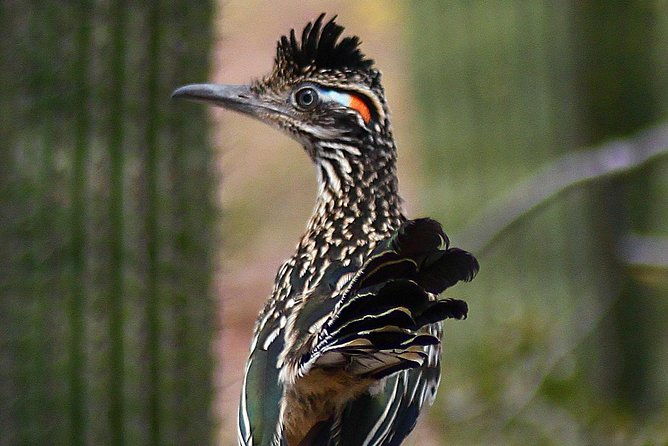 creative-soul-scavenger-huntsabino-canyoncatalina-parktucson