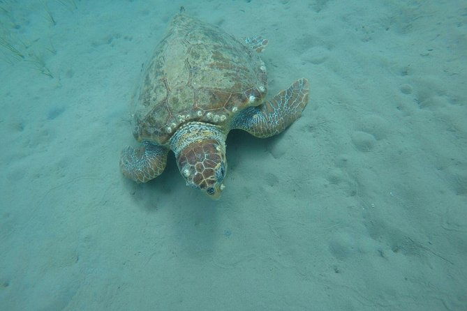 cruise-to-turtles-island-and-caves-with-a-glass-bottom-boat