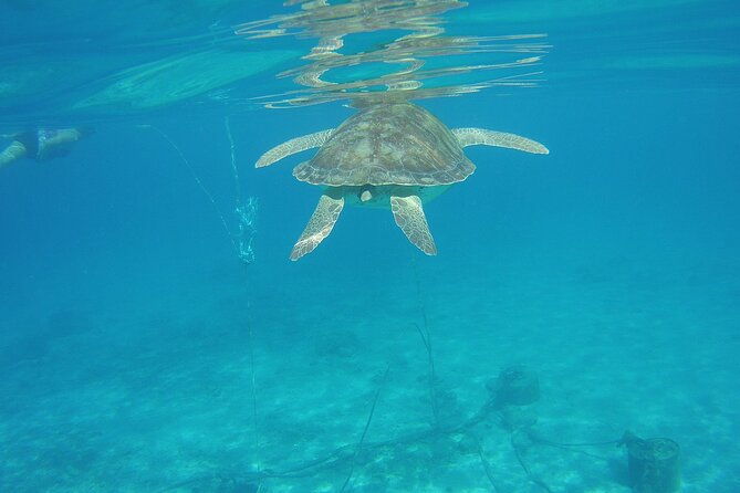 curacao-sea-turtle-swim-and-west-side-natural-highlights
