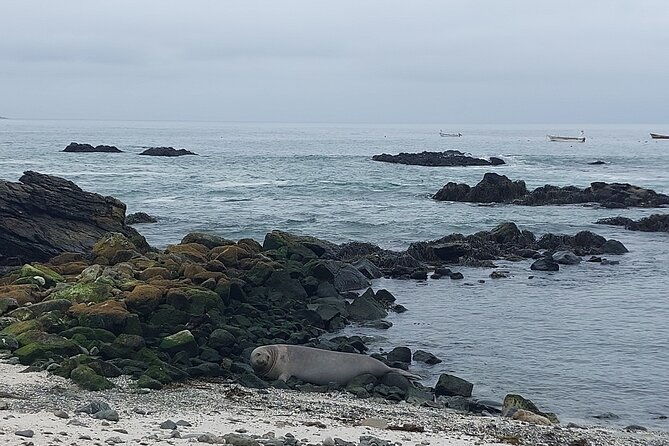 dama-island-or-chanaral-navigation-tour-humboldt-penguin-reserve