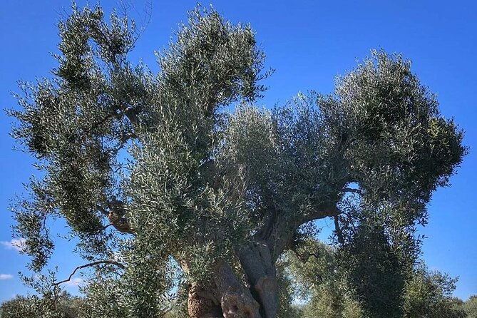day-tour-of-bari-alberobello-matera