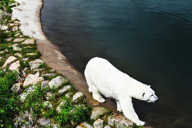 day-trip-to-ranua-arctic-wildlife-park-from-rovaniemi