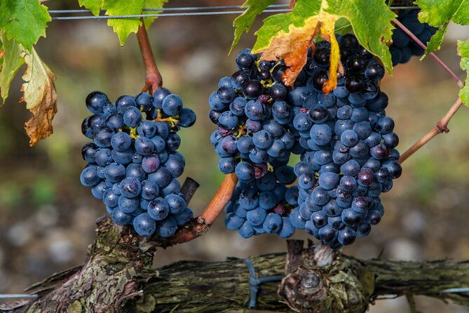 delightful-tuscany-wine-experience-in-charming-places