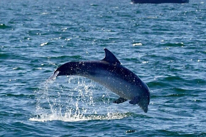 dingle-boat-tours-rib-adventure-private-2
