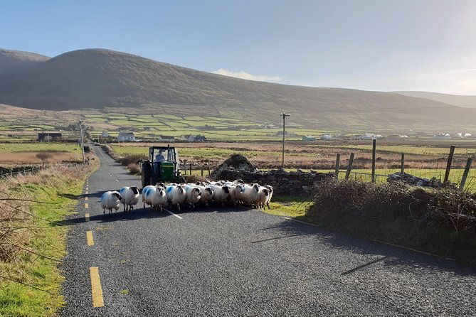 dingle-hour-slea-head-drive-tour-4hr-personal-chauffeur-guide