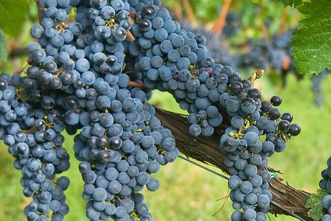 discover-chianti-classico-wines-diwine-experience