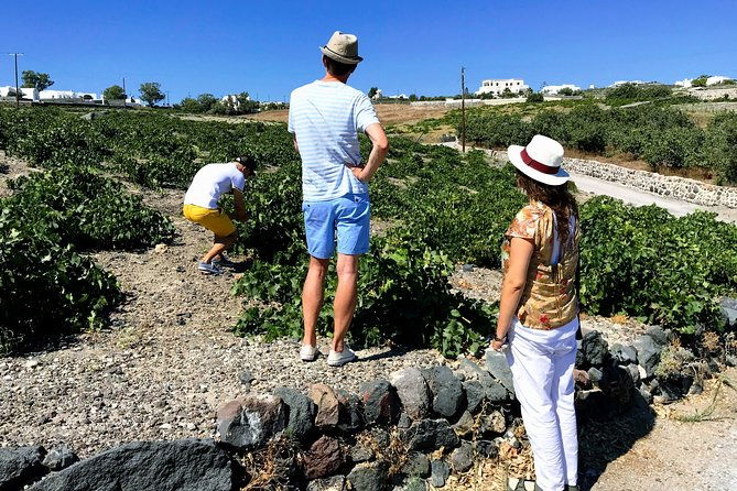 discover-local-santorini-wine-tasting