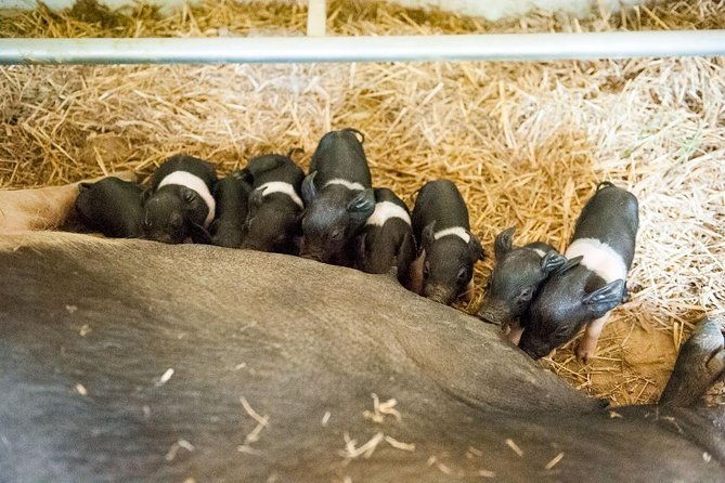 discover-montepulciano-cinta-senese-pigs-lunch-wine-in-a-farm