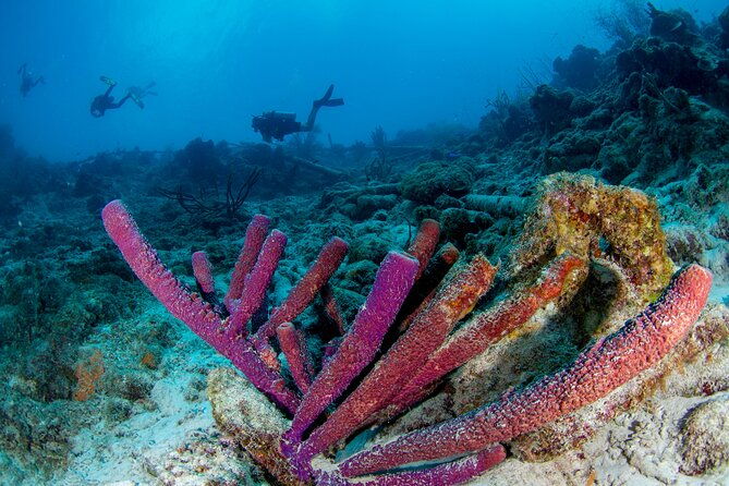 discover-scuba-dive-in-curacao