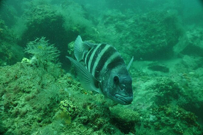 discover-snorkeling-tour-in-panama-city