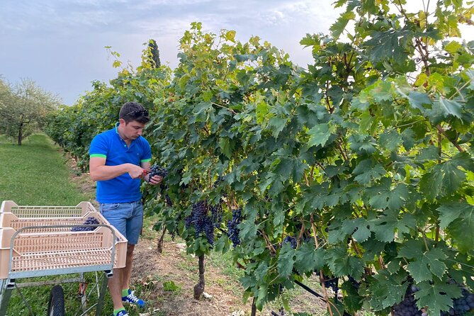 discover-the-amarone-wine-1-winery-with-delicious-food-pairing