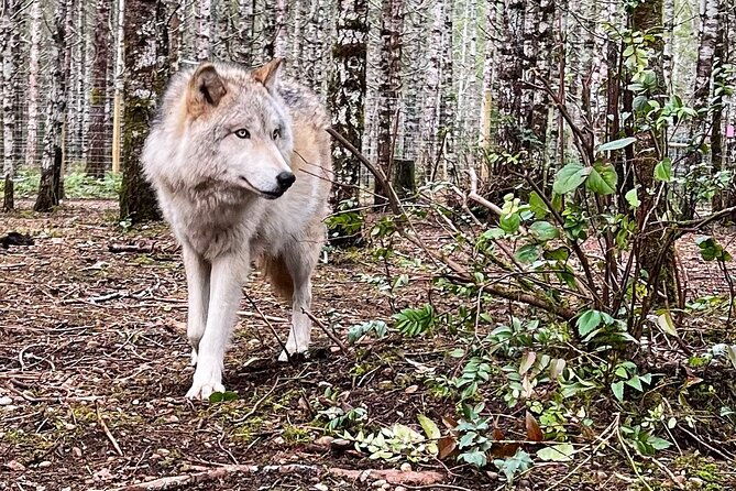 discover-the-beauty-of-the-wild-roam-in-the-spirit-of-the-wolf-2