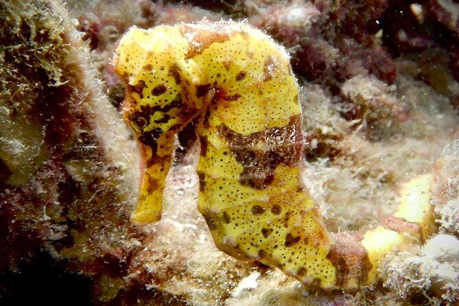 diving-for-certified-divers-2-tanks-sosua-bay