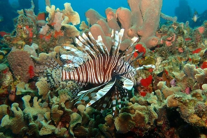 diving-in-playa-blanca-baru-with-lunch-cartagena-colombia