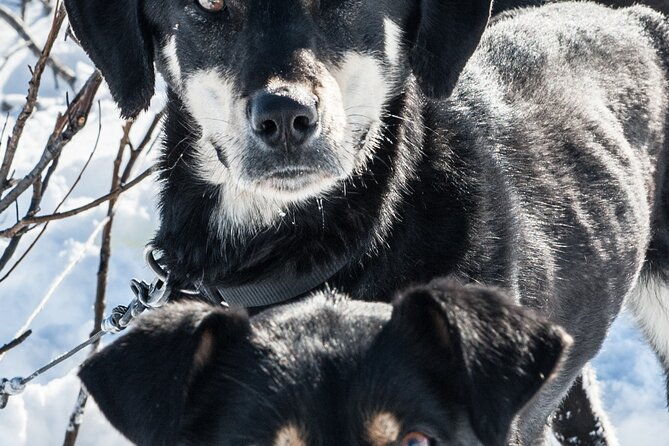 dog-sledding-subarctic-wilderness-tour