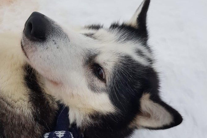 dogsled-adventure-kiruna