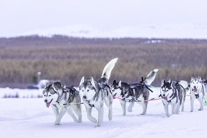 dogsledding-near-akureyri