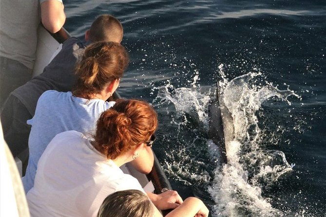 dolphin-and-whale-watching-sunset-cruise