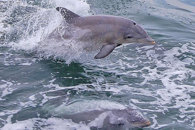 dolphin-watching-around-cape-may