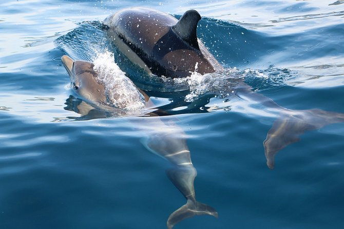 dolphin-watching-at-the-arrabida-lisbon-region