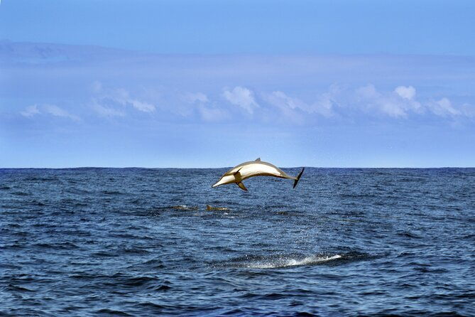 dolphin-watching-sunset-boat-trip-in-pula-with-dinner