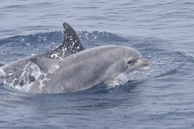 dolphin-whale-watching