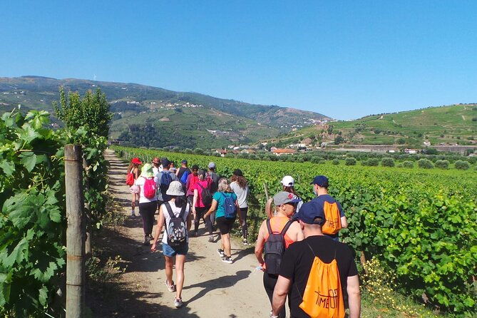 douro-luxury-walking-tour-with-full-lunch-at-quinta-da-pacheca-2
