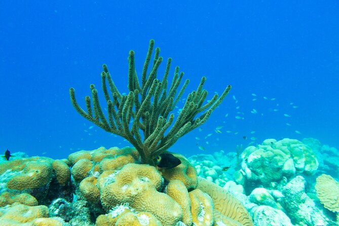 e-snorkeling-tour-in-bonaire-with-easy-sea-scooters