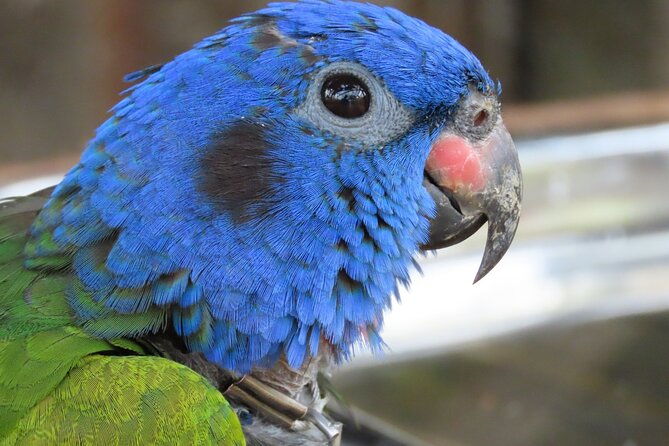eco-adventure-and-volunteering-at-parrots-and-macaws-sanctuary