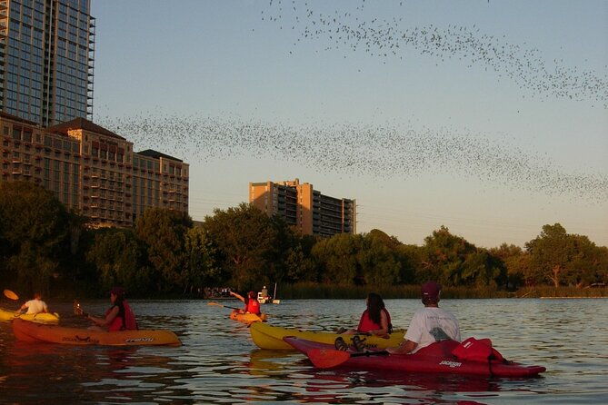 evening-bat-watching-kayak-tour